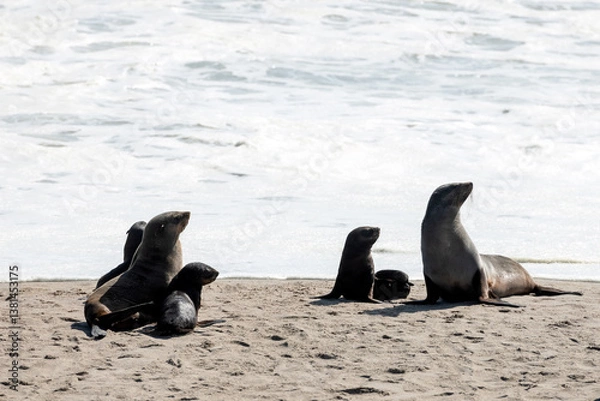 Fototapeta Fur seals family enjoy the heat of the sun at the sand beach on Cape Cross seal colony in Namibia, Africa. Wildlife photography