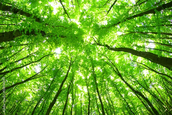 Fototapeta  green forest