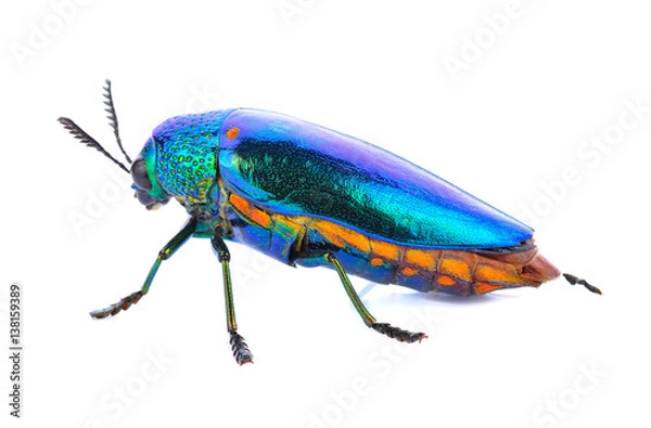 Obraz Jewel beetle isolated on white.