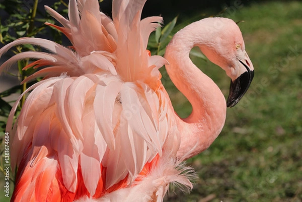 Fototapeta pink flamingo in the zoo