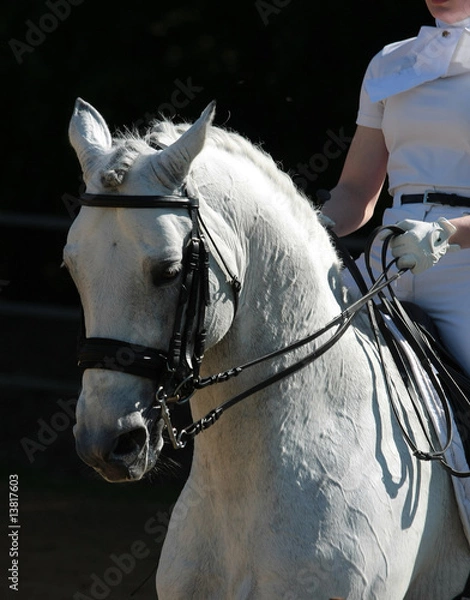 Obraz Dressurpferd beim Abreiten