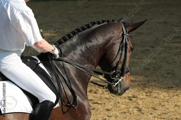 Obraz Pferdesport Dressur