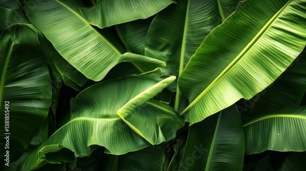 Obraz Lush green banana leaves overlapping, detailed veins and textures, tropical rainforest background generative ai