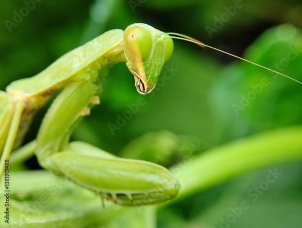 Fototapeta European Sentadu Grasshopper is greEuropean Sentadu Grasshopper is green with a background en with a background 