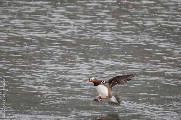 Fototapeta The mandarin duck (Aix galericulata) is a perching duck species native to the East Palearctic. This photo was taken in Japan.