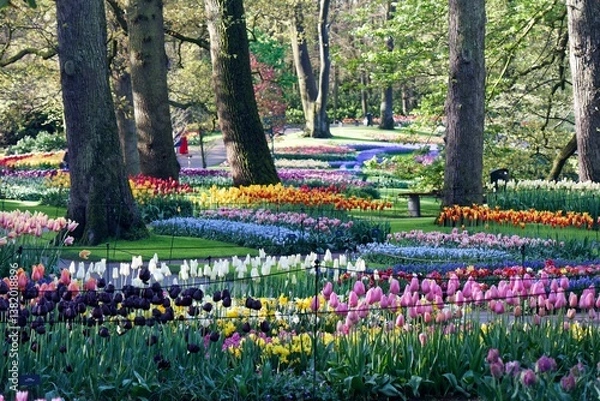 Fototapeta Colorful tulip flowers bloom in the lush forest and sunlight shines at Keukenhof, which, aka the Garden of Europe, attracts numerous tourists from around the world annually to Lisse, the Netherlands
