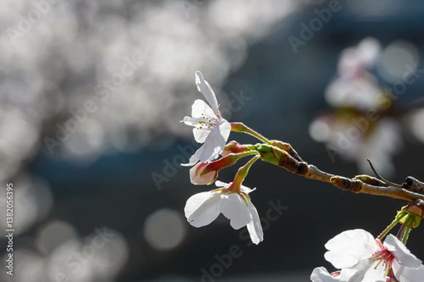 Obraz 朝日に照らされて輝く桜の花びらをクローズアップ撮影