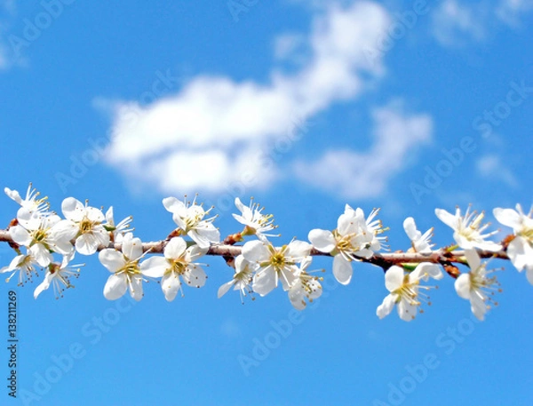 Fototapeta Beautiful spring tree branch with tiny white flowers and bright blue sky with clouds