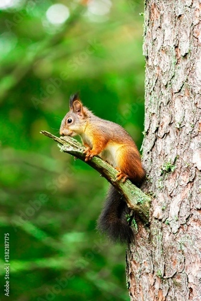 Fototapeta Cute Squirrel on the Tree stem