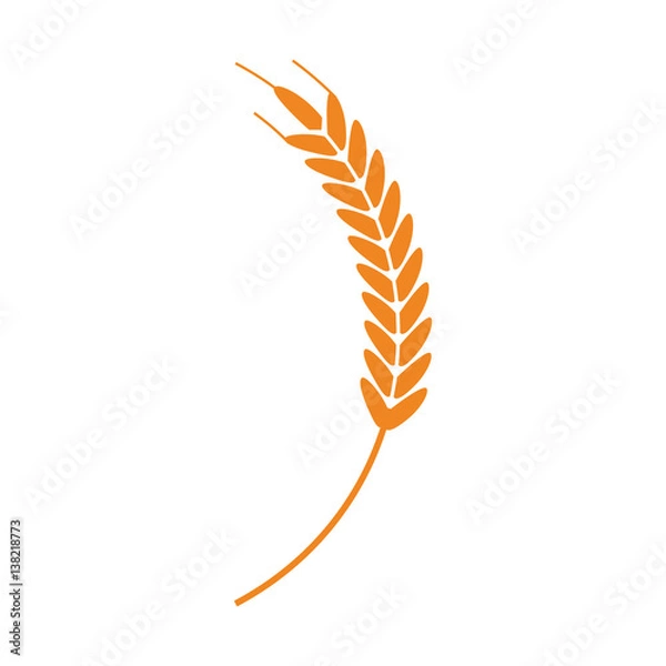 Fototapeta wheat ear icon over white background. colorful design. vector illustration