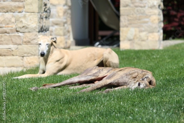 Obraz Galgo e grey stanchi