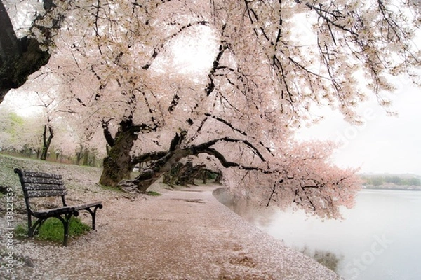 Fototapeta Cherry blossoms 