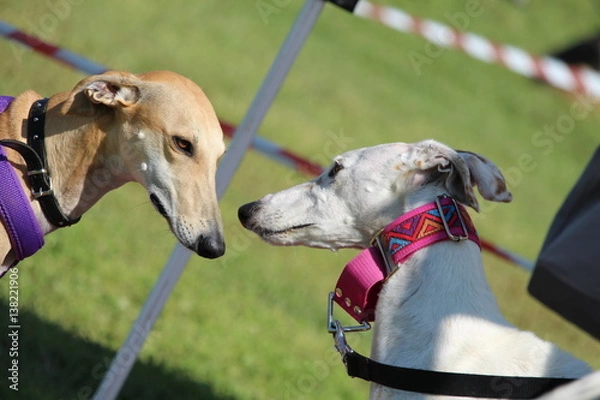 Obraz Galgo nocciola e bianco