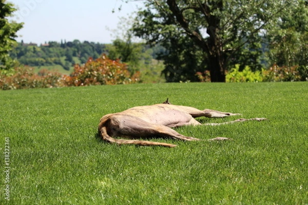 Obraz Grey che dorme sull'erba