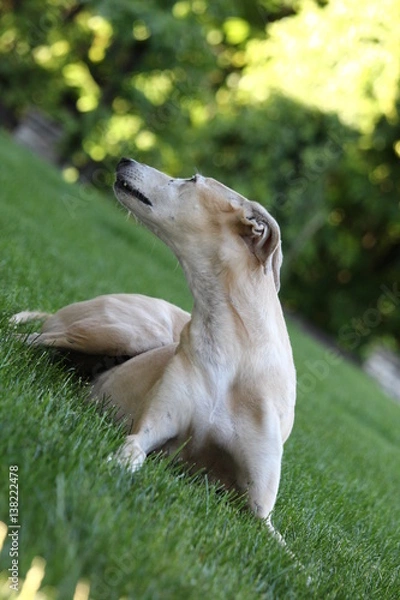 Obraz Galgo al tramonto