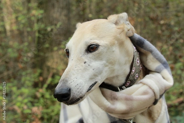 Obraz Galgo in autunno