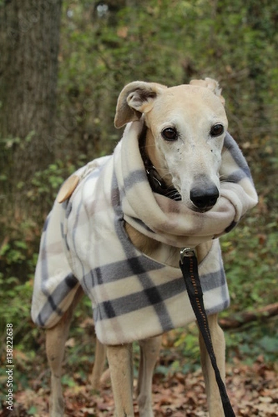 Obraz Galgo nel bosco