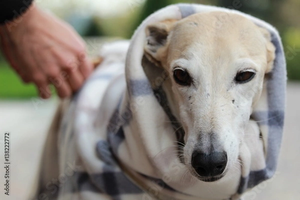 Obraz Galgo e cappottino