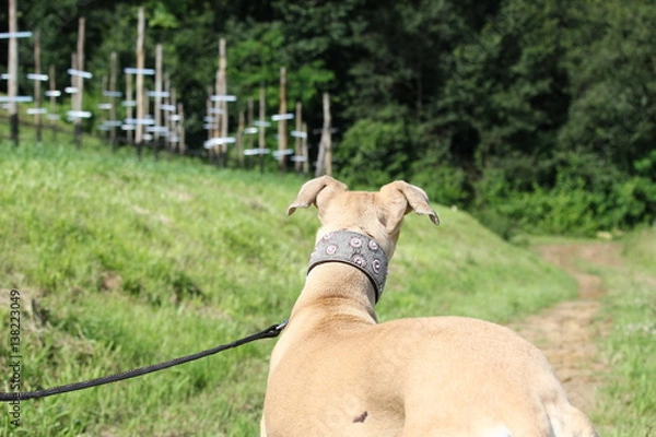 Obraz Galgo nelle vigne