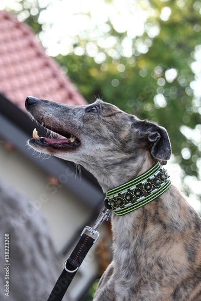 Obraz Grey a testa alta