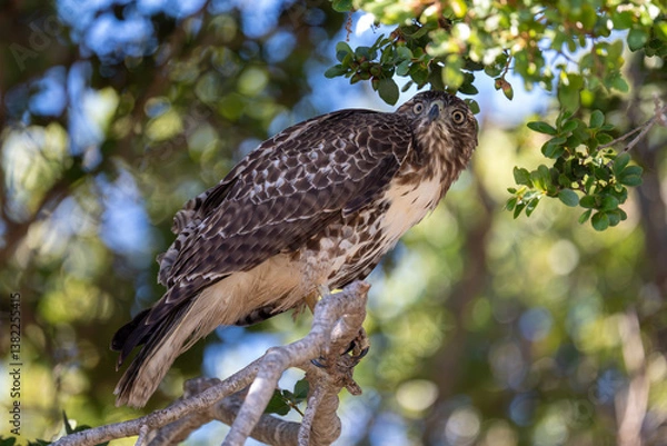 Obraz red tailed hawk