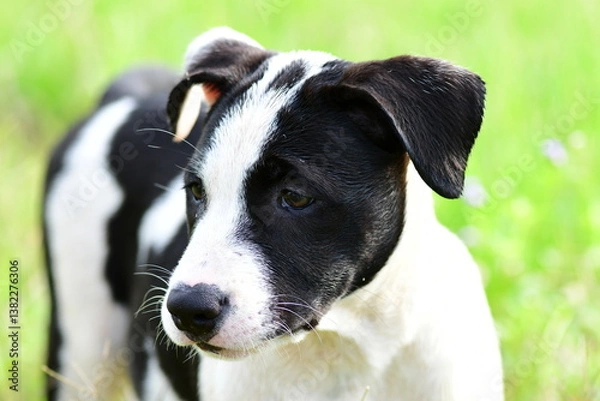 Fototapeta jack russell terrier