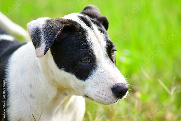 Fototapeta jack russell terrier