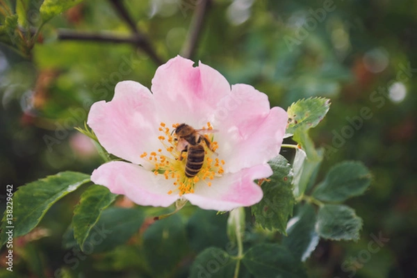 Obraz Flower and Bee