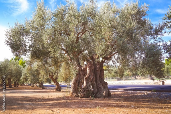 Obraz Olive Tree