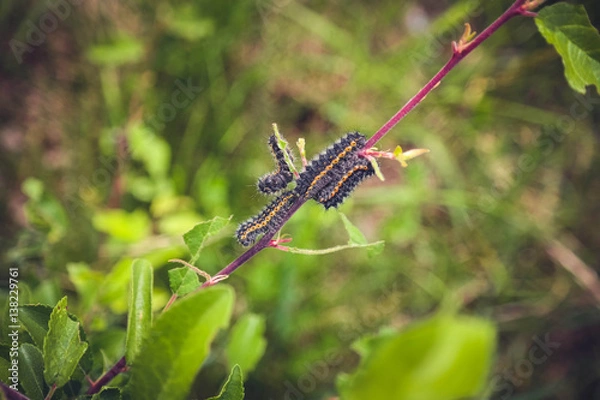 Obraz Caterpillars on a Plant
