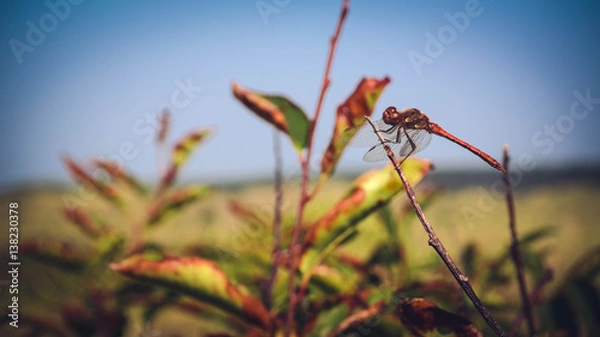 Obraz Dragon Fly Odonata
