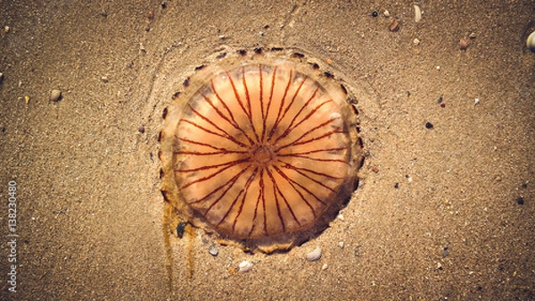Obraz Jellyfish
