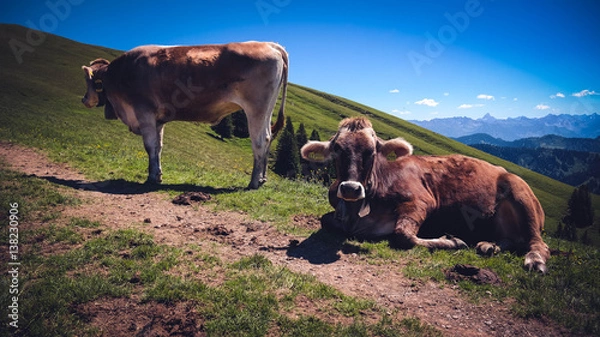 Obraz Cows in the Alps