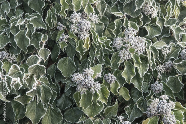 Obraz Blätter und Früchte Efeu Hedera helix mit Frost überzogen im Streiflicht
