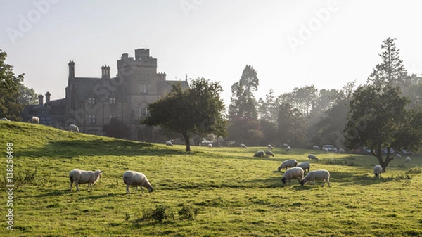 Obraz Schafe in England