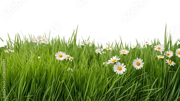 Fototapeta A vibrant, fresh spring green grass lawn edge border, adorned with daisy flowers isolated against a transparent background