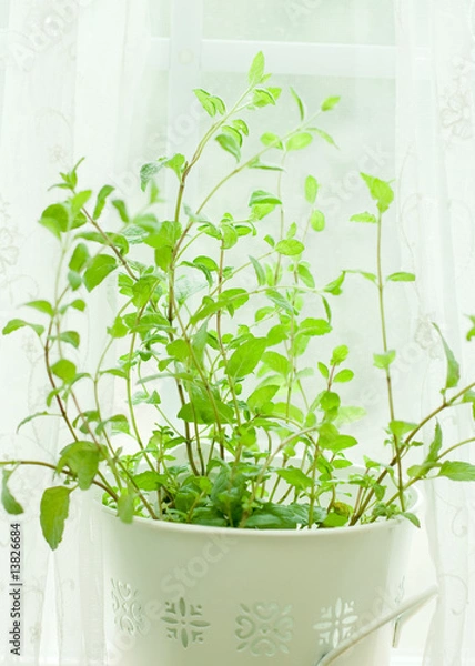 Fototapeta ペパーミント