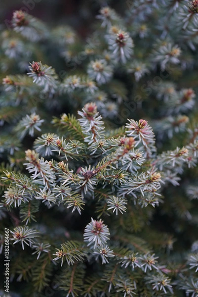 Fototapeta Detailed close-up of a blue spruce tree showcasing frosty needles. The image captures the intricate texture and cool tones of the conifer branches, highlighting the seasonal change.