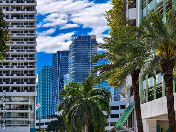 Fototapeta Miami, Florida – Dense high-rise architecture framed by palm trees in Edgewater, as towers like One Thousand Museum and 900 Biscayne Bay appear in the distance.
