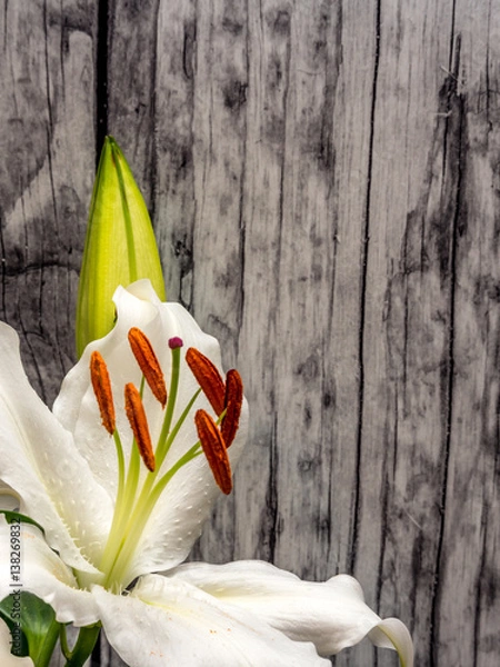 Fototapeta white lily with unopened bud on weathered planks