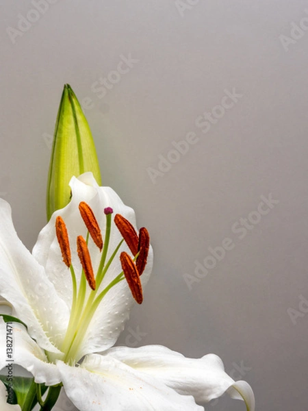 Fototapeta White lily with unopened bud on white