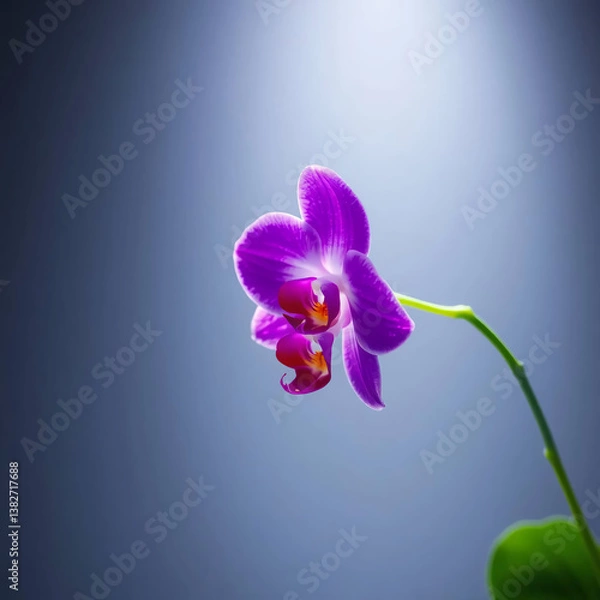Obraz orchid on black background
