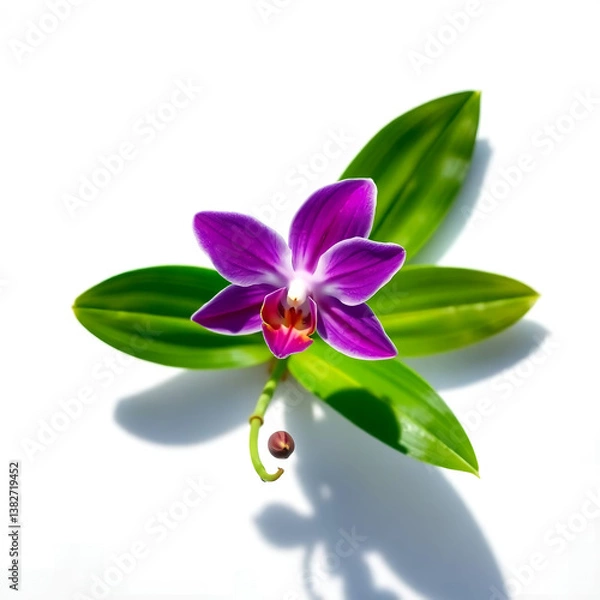 Obraz pink orchid on green background