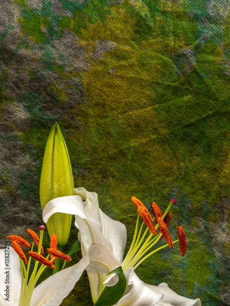 Fototapeta White lily with unopened bud on yellow and green
