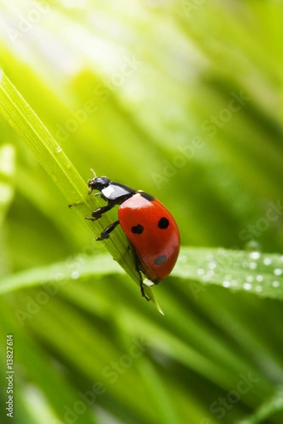 Obraz Spring ladybird