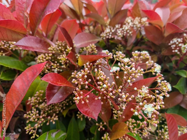 Fototapeta The Photinia glabra ( Red robin ) hedges. Rosaceae evergreen shrub. It is often used as a hedge because of its beautiful red shoots in spring.