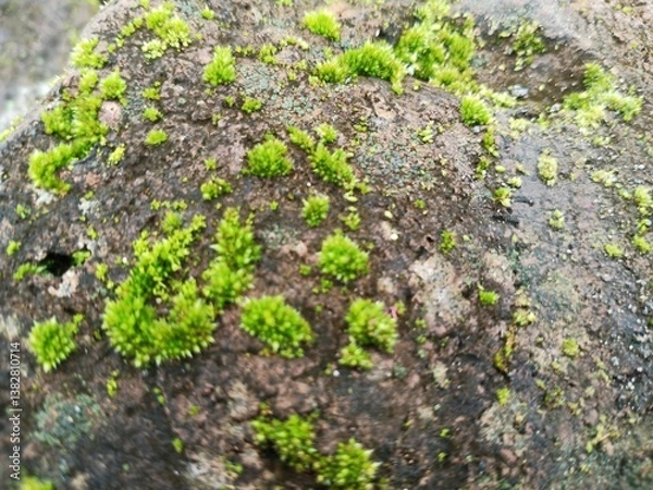 Fototapeta green moss on the fragile rocks of the landscape. Semarang.04-04-2025