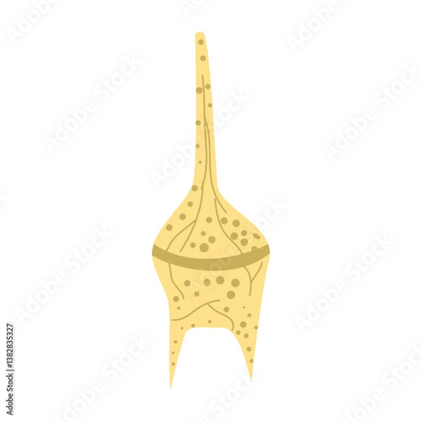 Fototapeta Ceratium Dinoflagellates flat Illustration