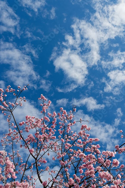 Obraz 桜　青空