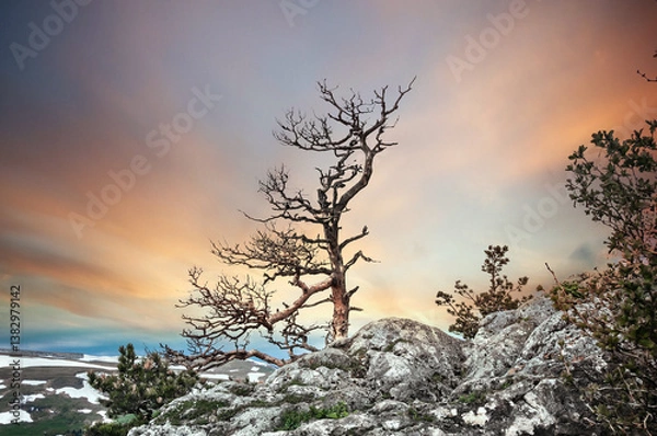 Fototapeta  A lonely tree on the top of a mountain.